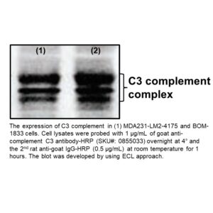 IgG Goat Anti-Human Complement C3