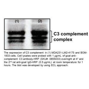 IgG Goat Anti-Human Complement C3