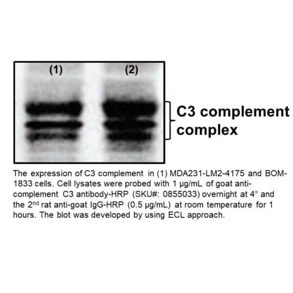 IgG Goat Anti-Human Complement C3