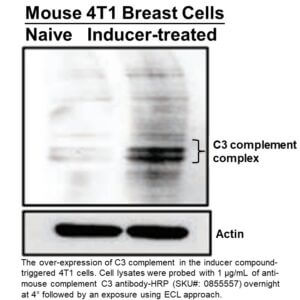 HRP IgG Goat Anti-Mouse Complement C3