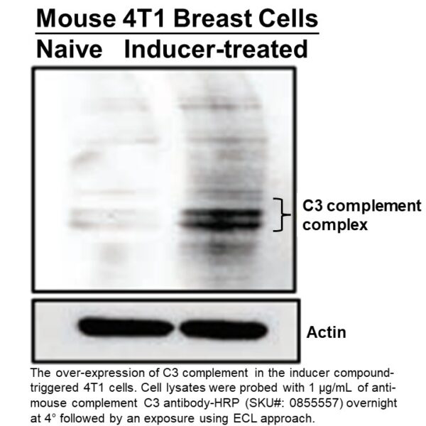 HRP IgG Goat Anti-Mouse Complement C3