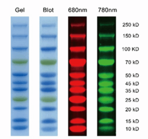 Prestained Molecular Weight Standard, Dual Color (0.5 mL)