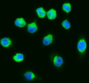 FITC IgG Goat Anti-Mouse Complement C3