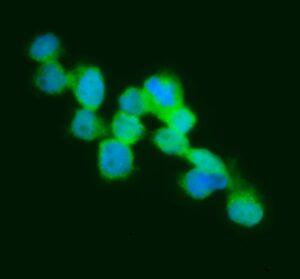 FITC IgG Goat Anti-Human Complement C3