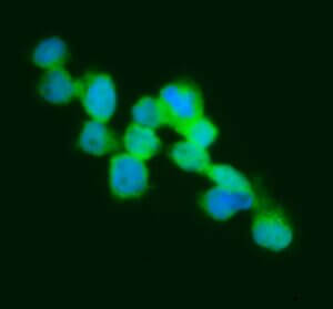 FITC IgG Goat Anti-Human Complement C3