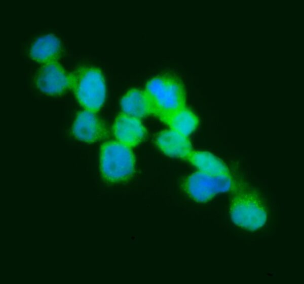 FITC IgG Goat Anti-Human Complement C3