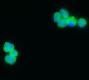 FITC IgG Goat Anti-Human Complement C1Q