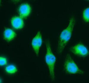 FITC Conjugated Goat IgG Fraction to Human IgG (Whole Molecu