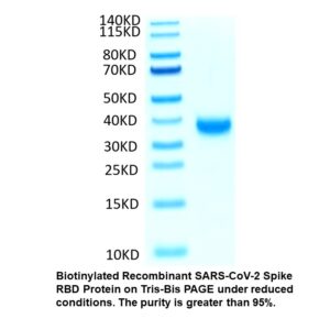 Biotinylated Recombinant SARS- COV-2 Spike RBD Protein (C-Hi