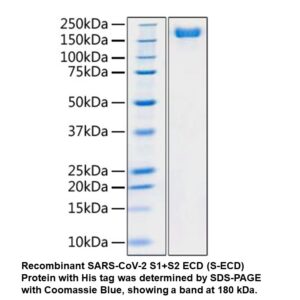 SARS-CoV-2 S1+S2 ECD His tag p re-fusion state