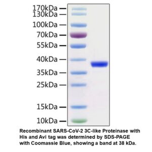 Biotinylated Recombinant SARS- CoV-2 3C-like Proteinase (C-H