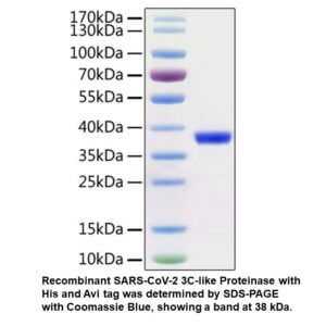 Biotinylated Recombinant SARS- CoV-2 3C-like Proteinase (C-H