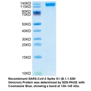 Recombinant SARS-COV-2 Spike S 1 (B.1.1.529/Omicron) Protein