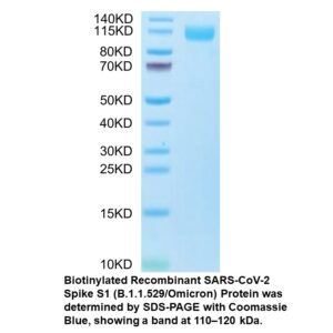 Biotinylated Recombinant SARS- COV-2 Spike S1 (B.1.1.529/Omi