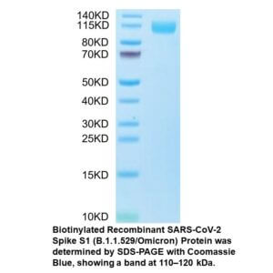 Biotinylated Recombinant SARS- COV-2 Spike S1 (B.1.1.529/Omi