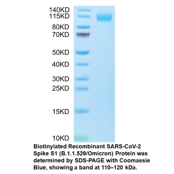 Biotinylated Recombinant SARS- COV-2 Spike S1 (B.1.1.529/Omi