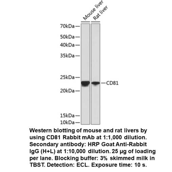 CD81 Rabbit Monoclonal Antibody