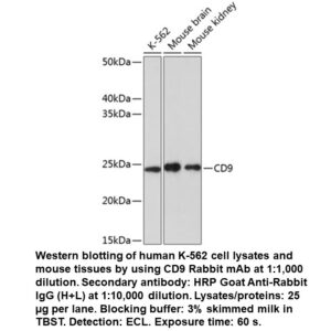 CD9 Rabbit Monoclonal Antibody
