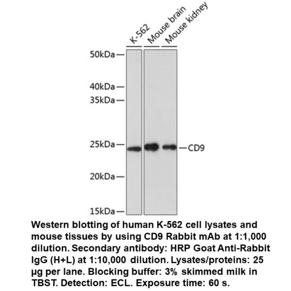 CD9 Rabbit Monoclonal Antibody
