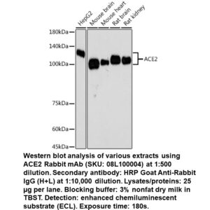 ACE2 Rabbit Monoclonal Antibody