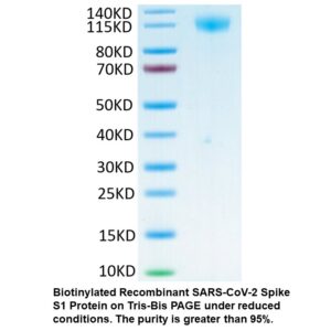 Biotinylated Recombinant SARS- COV-2 Spike S1 Protein (C-His