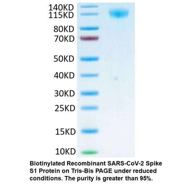 Biotinylated Recombinant SARS- COV-2 Spike S1 Protein (C-His