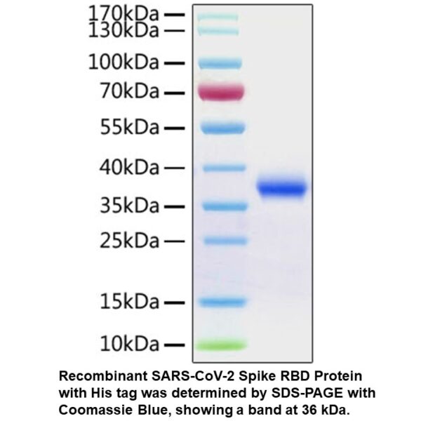 Recombinant SARS-CoV-2 Spike R BD Protein (His tag)