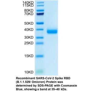 Recombinant SARS-COV-2 Spike R BD (B.1.1.529/Omicron) Protei