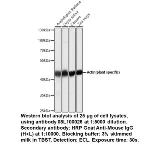 Mouse anti-Actin (plant specif ic) mAb