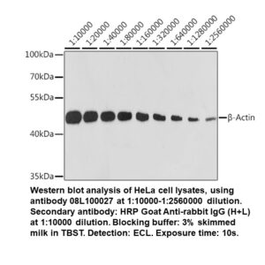 Rabbit anti-beta-Actin mAb (High Potency)