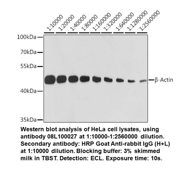 Rabbit anti-beta-Actin mAb (High Potency)