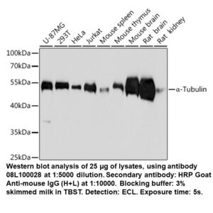 Mouse anti-alpha-Tubulin mAb