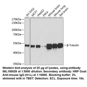 Mouse anti-beta-Tubulin mAb
