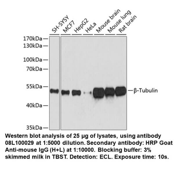 Mouse anti-beta-Tubulin mAb
