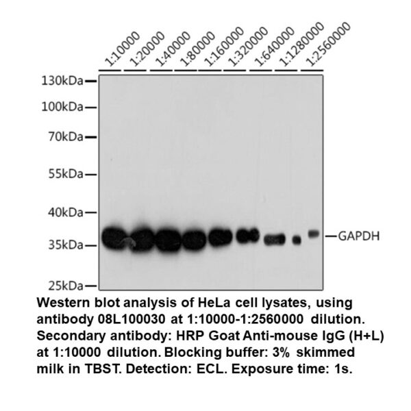 Mouse anti-GAPDH mAb (High Potency)