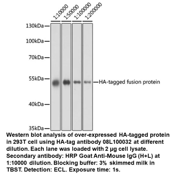 Mouse anti-HA Tag mAb