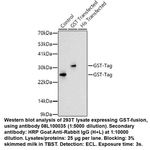 Rabbit anti-GST Tag mAb
