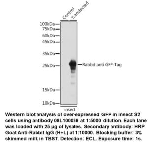 Rabbit anti-GFP Tag mAb