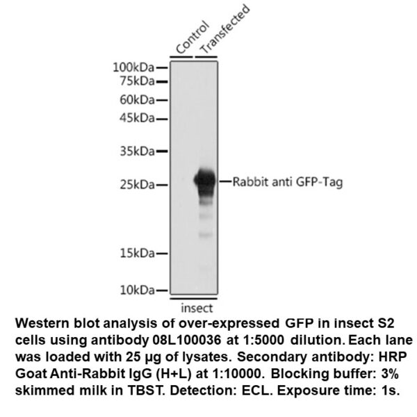 Rabbit anti-GFP Tag mAb