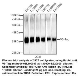 Rabbit anti-V5 Tag mAb