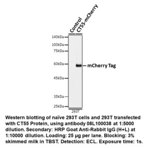 Mouse anti-mCherry Tag mAb