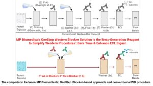 OneStep Western Blocker and Signal Enhancer (Protein-Free)