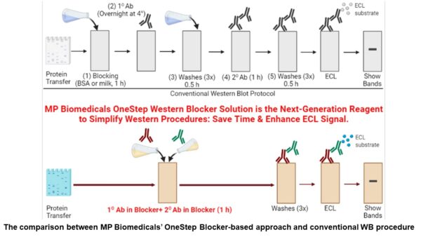 OneStep Western Blocker and Signal Enhancer (Protein-Free)