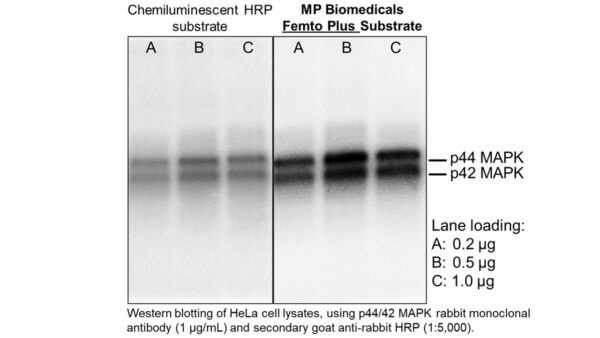 Ultra-Sense Femto-Plus Western ECL Substrate