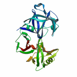 Pepsin, 1:10,000