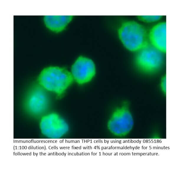 Anti-human Immunoglobulins (IgG, IgA, IgM) goat F(ab')2 frag