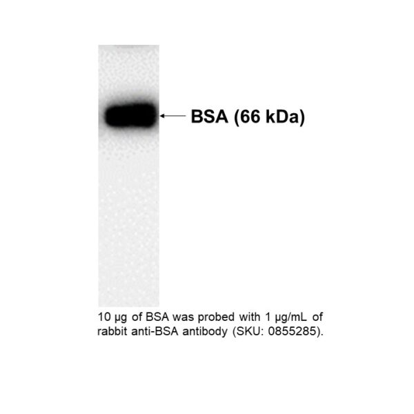 HRP IgG Rabbit Anti-Bovine Albumin