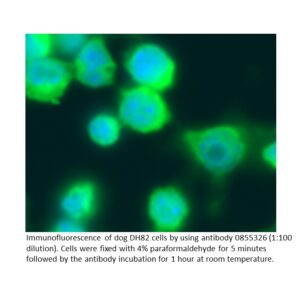 Anti-dog IgG (whole molecule) rabbit IgG fraction, fluoresce