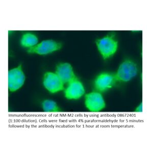 Anti-rat IgG (H + L) affinity-purified goat antibody, FITC C