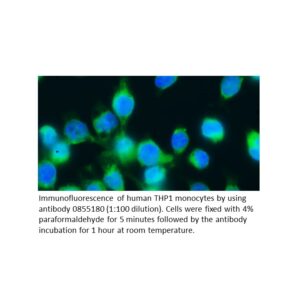 Anti-human IgG goat F(Ab')2 fragment, fluorescein-conjugated